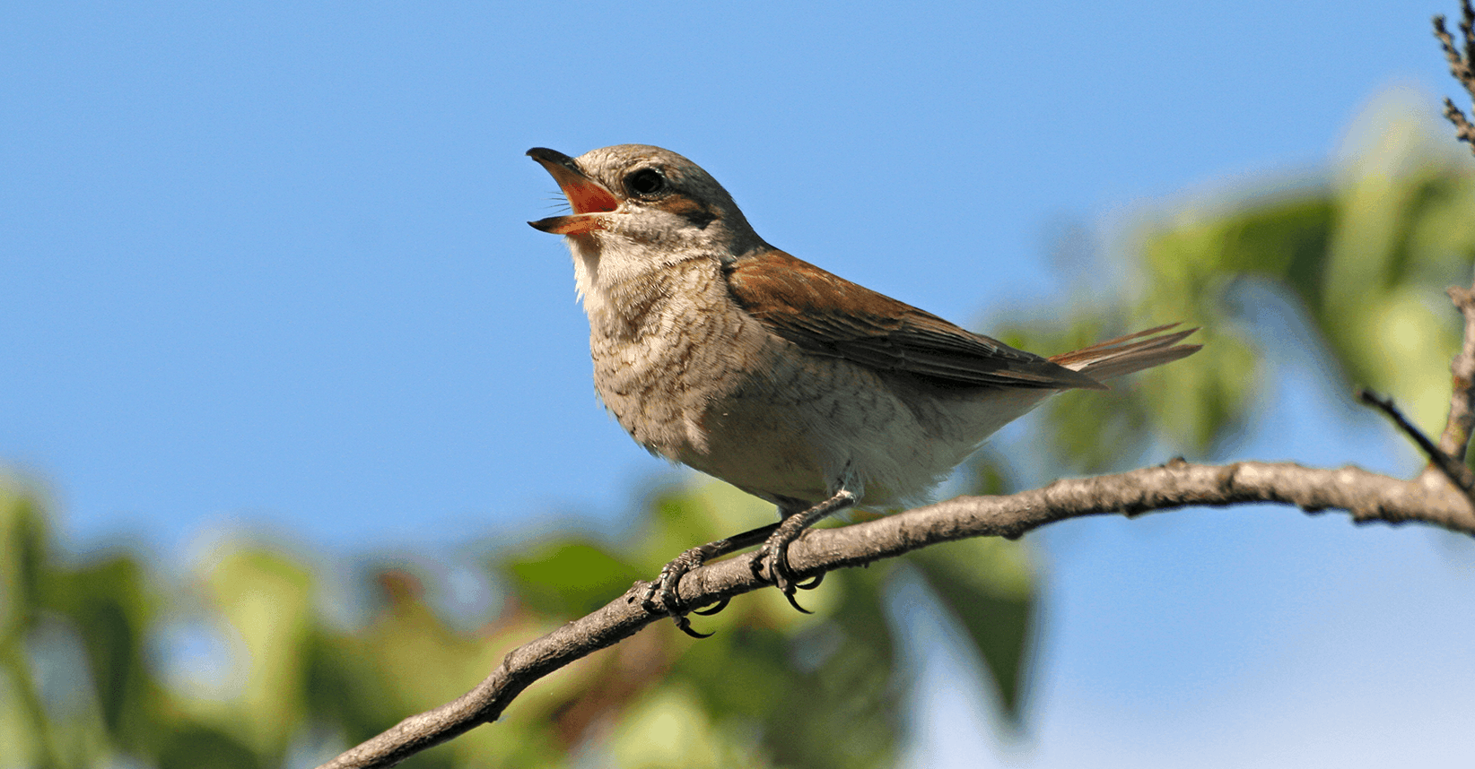 bird chirping as an example of tinnitus