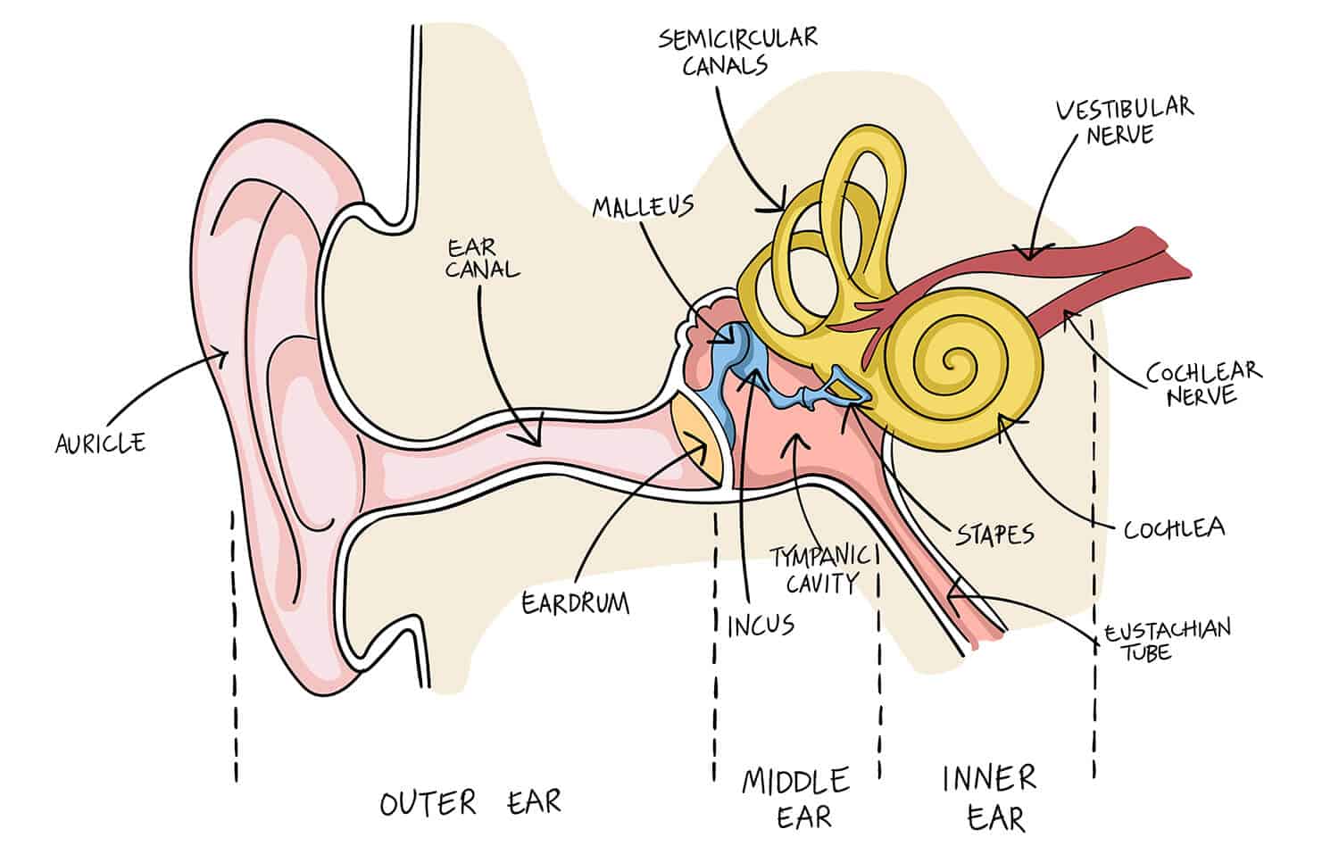 Human Ear Illustration